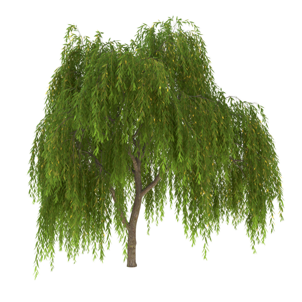 Salix babylonica Tree