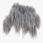 Salix babylonica Tree