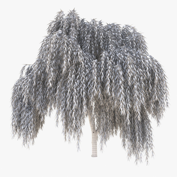 Salix babylonica Tree