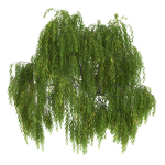 Salix babylonica Tree