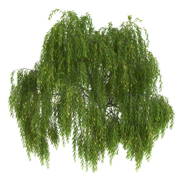 Salix babylonica Tree
