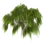 Salix babylonica Tree