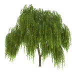 Salix babylonica Tree