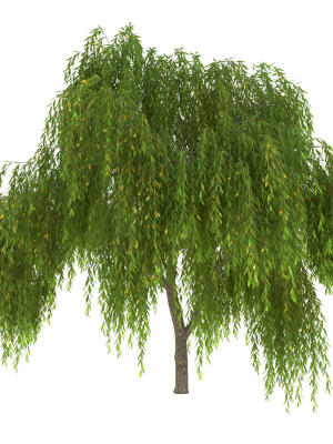 Salix babylonica Tree