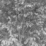 Salix myrsinifolia 01