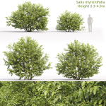 Salix myrsinifolia 01