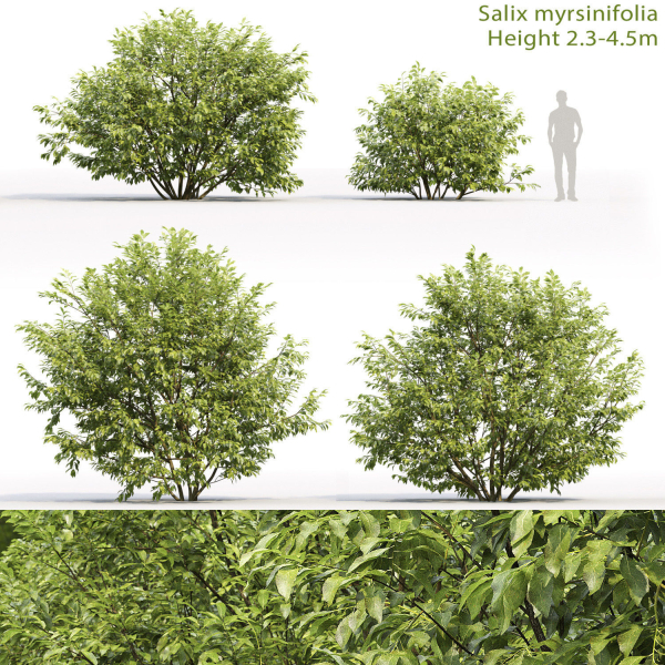 Salix myrsinifolia 01