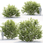 Salix myrsinifolia 01