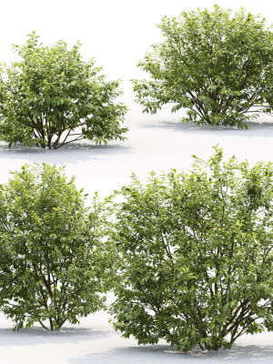 salix-myrsinifolia-01-3d-model-c50c91cbf4