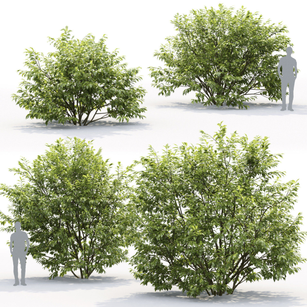 Salix myrsinifolia 01