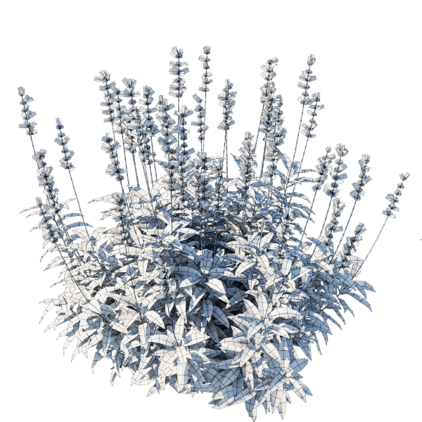 Salvia Farinacea Bush