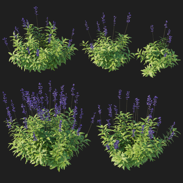 Salvia Farinacea Bush