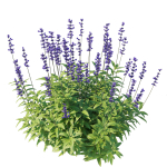 Salvia Farinacea Bush