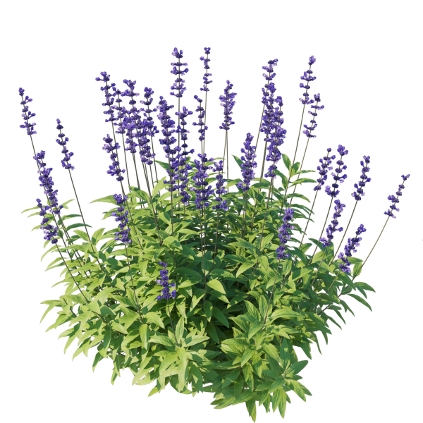 Salvia Farinacea Bush