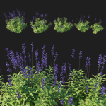 Salvia Farinacea Bush