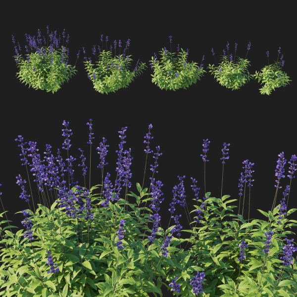 Salvia Farinacea Bush