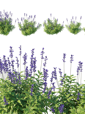 Salvia Farinacea Bush