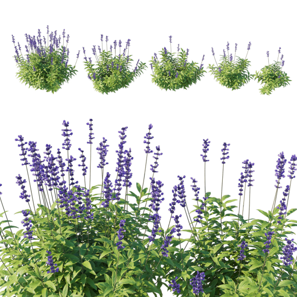 Salvia Farinacea Bush