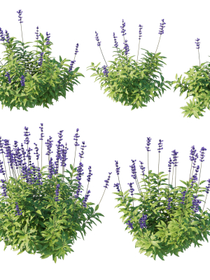 salvia-farinacea-bush-3d-model-4aafeede72