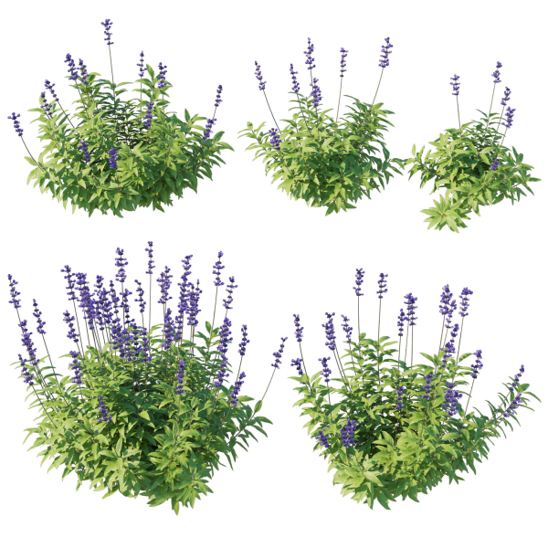 Salvia Farinacea Bush