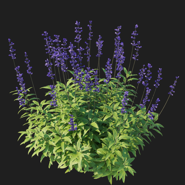 Salvia Farinacea Bush
