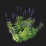 Salvia Farinacea Bush