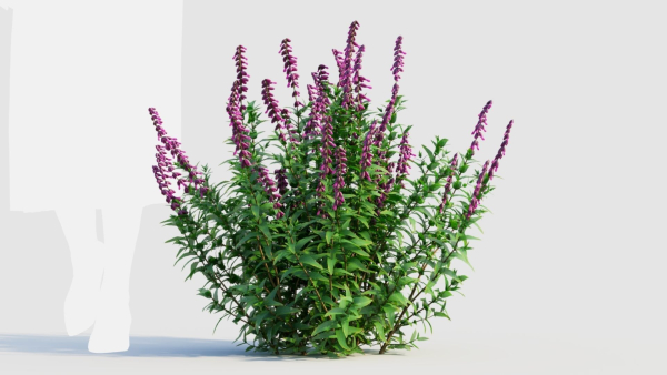 Salvia leucantha a