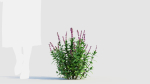 Salvia leucantha a