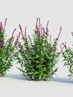 salvia-leucantha-a-3d-model-39603beda6
