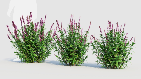 Salvia leucantha a