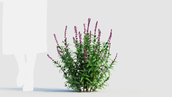 Salvia leucantha a
