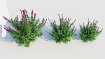 Salvia leucantha a