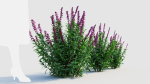 Salvia leucantha a