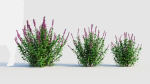 Salvia leucantha a