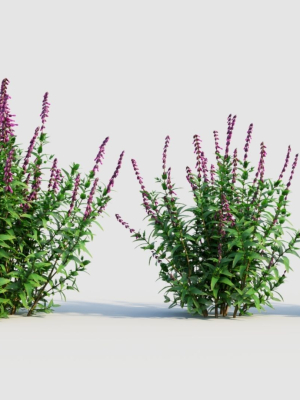 Salvia leucantha a