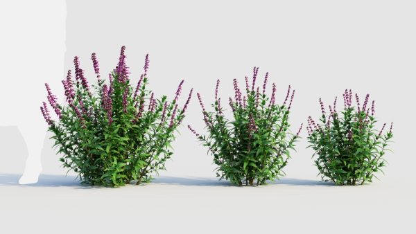 Salvia leucantha a