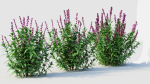 Salvia leucantha a
