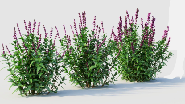 Salvia leucantha a