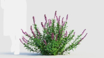 Salvia leucantha b