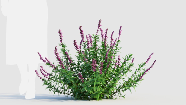 Salvia leucantha b