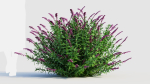 Salvia leucantha b