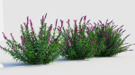 Salvia leucantha b