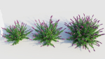 Salvia leucantha b