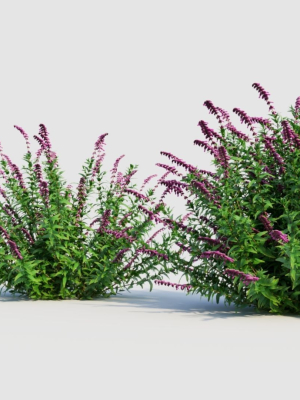 salvia-leucantha-b-3d-model-aa5b7b19ea
