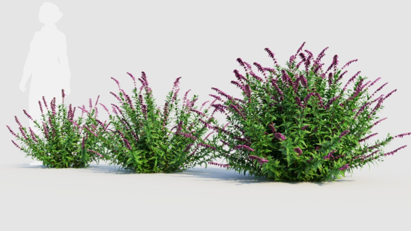 Salvia leucantha b