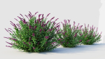 Salvia leucantha b