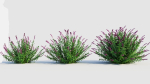 Salvia leucantha b