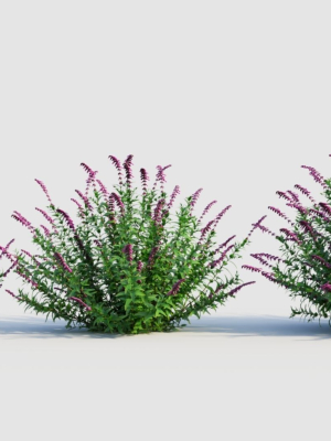 Salvia leucantha b