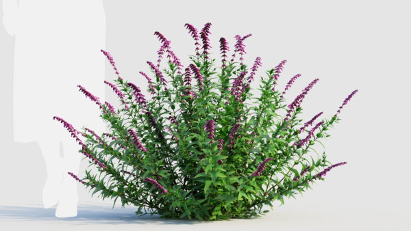 Salvia leucantha b