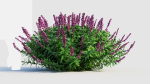 Salvia leucantha c